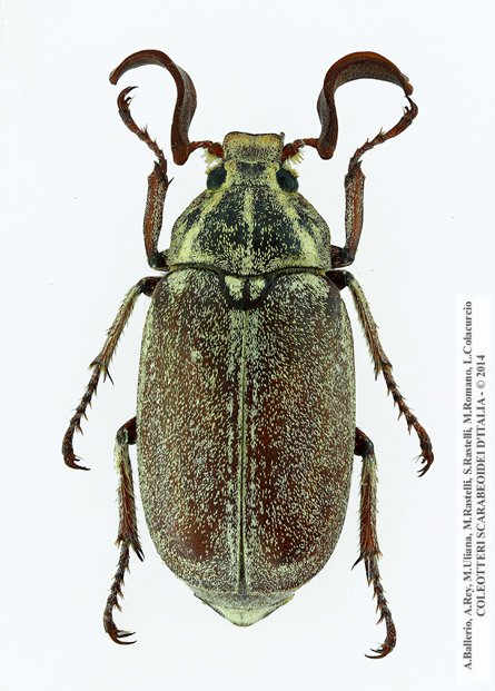 Polyphylla ragusae ragusae, maschio